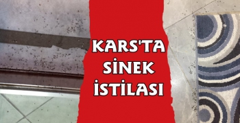 Kars'ta Sinek İstilası