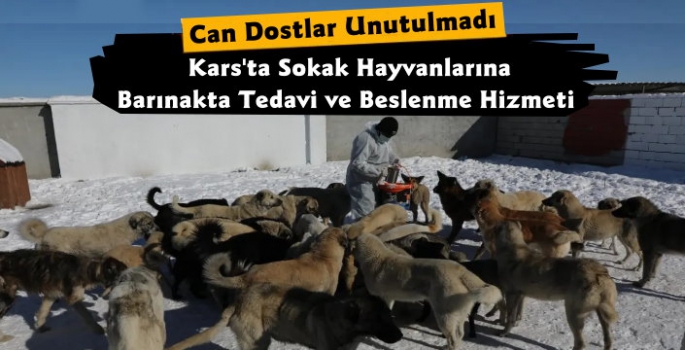 Kars'ta Sokak Hayvanlarına Şefkat Eli