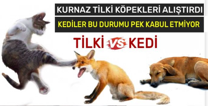 Kars'ta Tilkiler Bu Kez Kedilerle Karşı Karşıya!