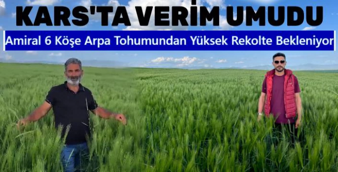 Kars'ta Verim Umudu: Amiral 6 Köşe Arpa Tohumundan Yüksek Rekolte Bekleniyor