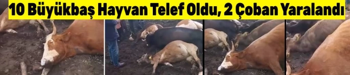 Kars'ta Yıldırım Dehşeti: 10 Büyükbaş Hayvan Telef Oldu, 2 Çoban Yaralandı