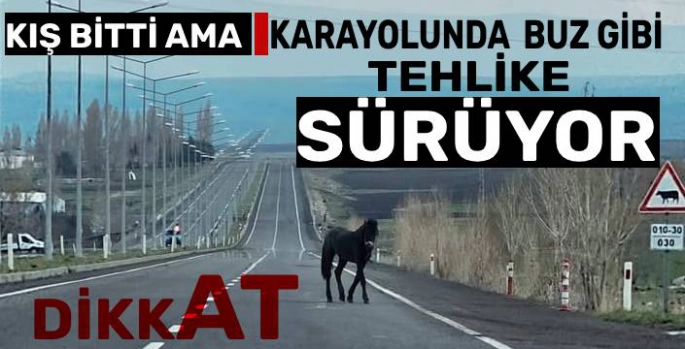 Kars Yollarında Bahar Tehlikesi: Başıboş Atlar Trafik Güvenliğini Tehdit Ediyor