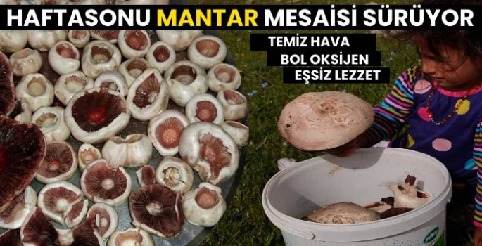 Karslı Haftasonu Mantar Mesaisinde!