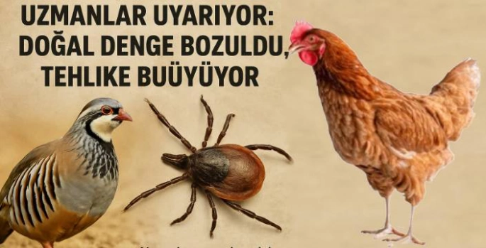 Keklik Kalmadı, Kene Çoğaldı! Uzmanlar Uyarıyor: Doğal Denge Bozuldu, Tehlike Büyüyor