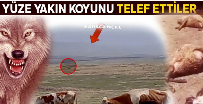 Kurtlar Sürüye Daldı, Yüze Yakın Koyunu Telef Etti