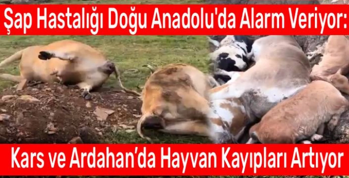 Şap Hastalığı Doğu Anadolu'da Alarm Veriyor: Kars ve Ardahan'da Hayvan Kayıpları Artıyor