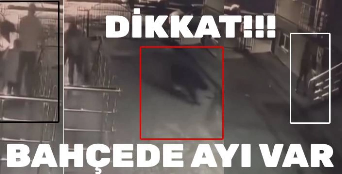 Sarıkamış'ta Ayı Paniği Güldürdü: Karşılıklı Kaçış Kamerada