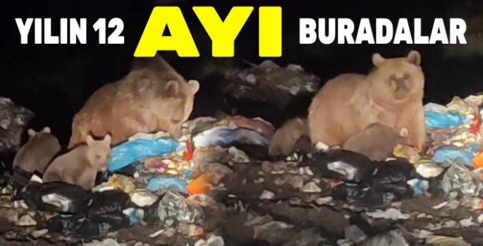 Sarıkamış'ta Ayılar Artık Sokak Hayvanı Gibi: Çöplükte Yavrulu Anne Ayı Kamerada