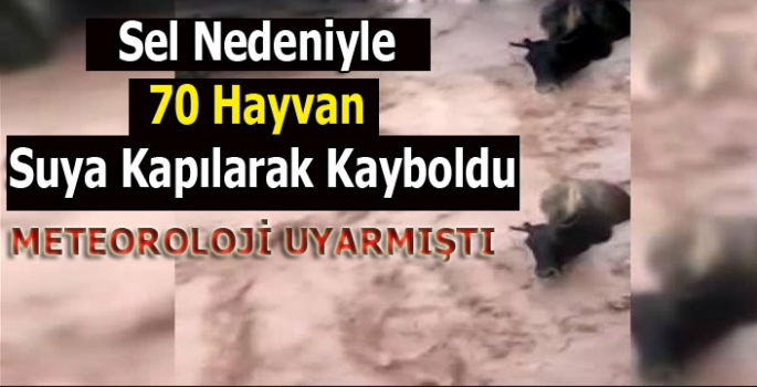 Sel Nedeniyle 70 Hayvan Suya Kapılarak Kayboldu