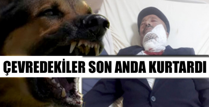 Sokak köpekleri yaşlı adama saldırdı