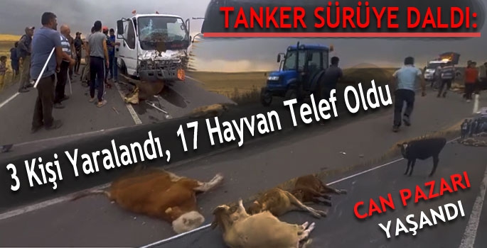 Su Tankeri Sürüye Daldı: 3 Kişi Yaralandı, 17 Hayvan Telef Oldu