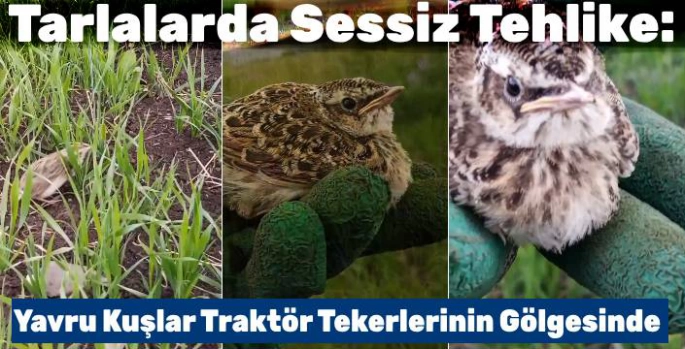 Tarlalarda Sessiz Tehlike: Yavru Kuşlar Traktör Tekerlerinin Gölgesinde