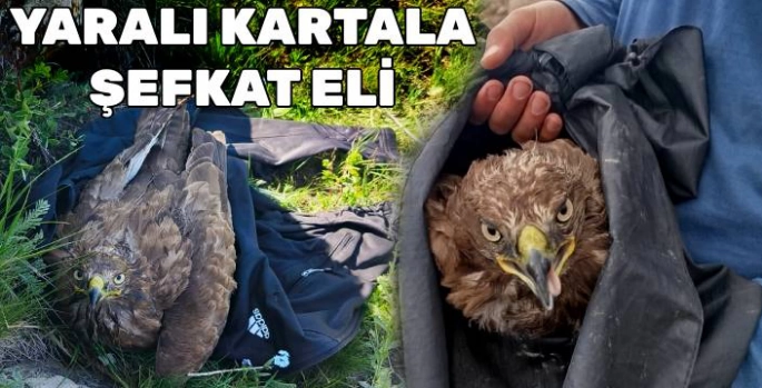 Yaralı Kartal, Duyarlı Vatandaş Sayesinde Kurtarıldı