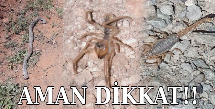 Yılan, Akrep, Sarıkız Ne Ararsan Var! 